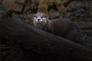 lontra asiática com garras foto