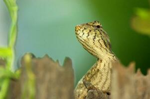 natural lagarto empoleirado em uma ramo dentro a jardim, agradável verde fundo foto