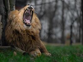 leão katanga bocejando
