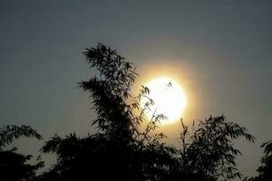 bambu folha silhueta dentro nascer do sol céu em borrado fundo com caloroso nascer do sol tons foto