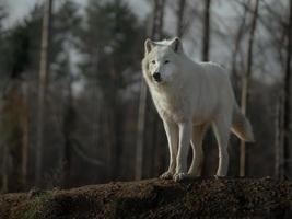 retrato de lobo ártico foto