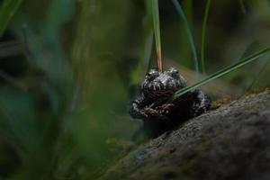 sapo de barriga de fogo oriental foto