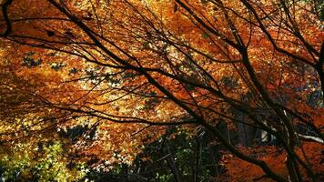 a outono Visão com a amarelo dourado folhas em a árvores dentro outono foto