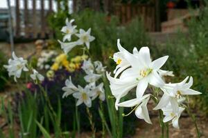 branco lírio ,liliium candidum, com fora de foco flores dentro a fundo foto