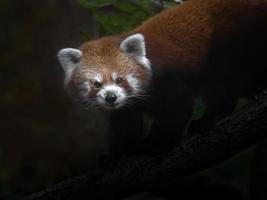 retrato de panda vermelho foto