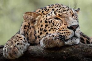 leopardo persa dormindo foto