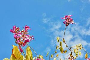 floração árvores contra a azul céu com nuvens, Primavera foto
