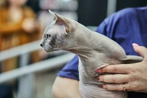 sphynx é Calvo gato com a comportamento e personagem do cachorro foto