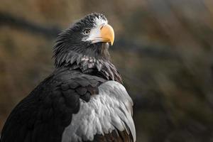 Stellers Sea Eagle foto