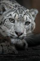 íris leopardo da neve foto