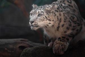 íris leopardo da neve foto