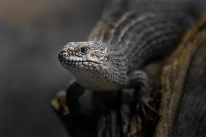 retrato de gidgee skink foto