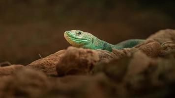 retrato de lagarto ocelado foto