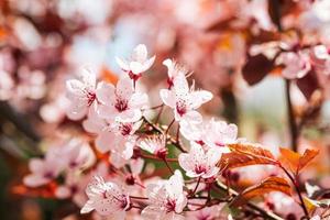 ameixa fruta rosa flores em flor em galho de árvore, foco seletivo de primavera foto