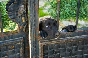 retrato do uma Preto cachorro às uma porta ou cerca. foto