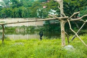 uma selvagem Preto Siamang macaco dentro a região selvagem foto