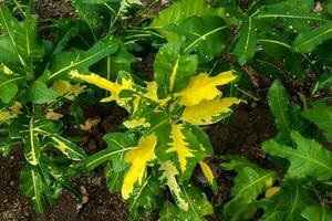 exótico botânico tropical verde plantas foto