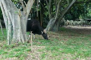 uma Preto touro com chifres é comendo Relva contra uma pano de fundo do árvores foto