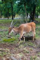 com chifres em espiral antílope forrageamento dentro jardim zoológico foto