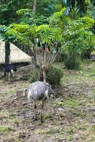 avestruz forrageamento dentro jardim zoológico exibição natural foto