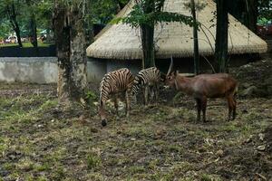 com chifres em espiral antílope e zebra forrageamento dentro jardim zoológico foto