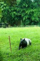 a malayan anta acrocódia indica foto