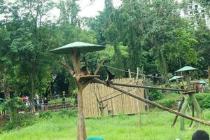uma selvagem Preto Siamang macaco dentro a região selvagem foto