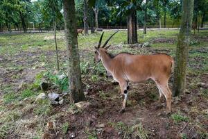 com chifres em espiral antílope forrageamento dentro jardim zoológico foto