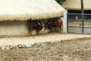 dois ankole watusi, uma doméstico procriar do gado a partir de moderno América foto