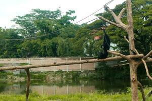 uma selvagem Preto Siamang macaco dentro a região selvagem foto