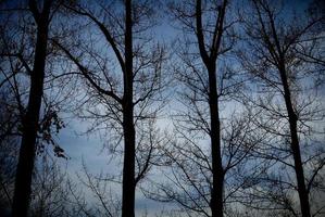 grupo de árvores nuas no inverno foto