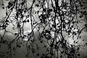 silhueta de árvore nua contra o céu tempestuoso foto