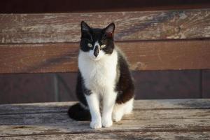 retrato de um gato preto e branco foto