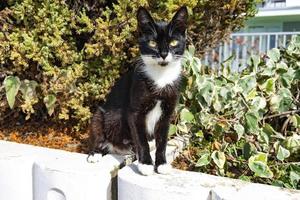 gato de pêlo curto preto e branco foto