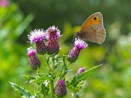 borboleta marrom do prado em uma flor de cardo foto