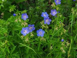 gerânios de cranesbill selvagens florescendo em uma cerca viva foto