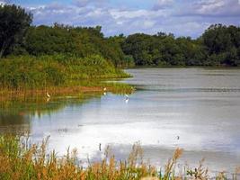 prados inundados e garças pequenas em wheldrake ings norte de yorkshire, inglaterra foto