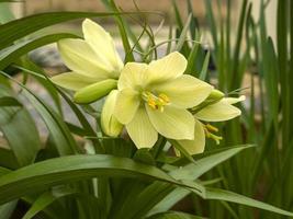 lindas flores amarelas de fritillaria raddeana ou coroa imperial anã foto