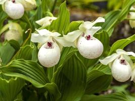 flores de orquídea chinelo branco senhora cypripedium reginae foto