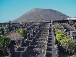 vinhedo e vulcão tradicionais nas ilhas canárias de lanzarote foto