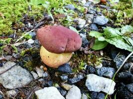 bicolor bolete cogumelo dentro uma montanha floresta foto