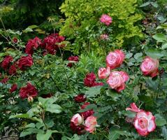 rosas dentro montanha jardim Incluindo 'cereja parfait' foto