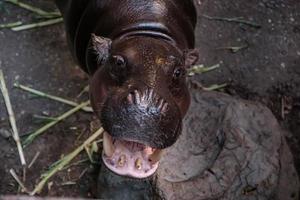 hipopótamos estão abrindo a boca foto