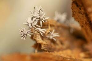cilíndrico, minúsculo fungo crescendo em uma decadente registro do madeira dentro a floresta. foto