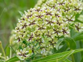 verde antílopehorn é uma nativo plantar dentro texas, e isto começa floração dentro primavera. foto