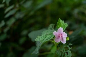 selvagem Rosa flor e tabaco flor quando é Flor às a Primavera Tempo em jardim. a foto é adequado para usar para botânico flor conteúdo meios de comunicação e natureza fundo.