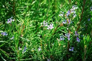 alecrim rosmarinus officinalis arbusto com pequeno azul flores foto