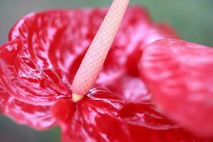 antúrio Além disso chamado flamingo flor ou havaiano amor plantar foto