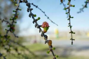 florescendo siberian lariço dentro primavera, ok, Sibéria. foto