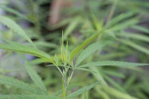 verde maconha plantar abstrato padronizar em médico, biologia foto